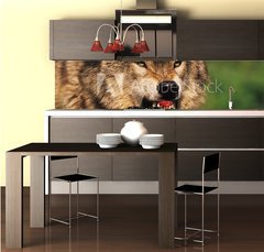 Fototapeta do kuchyně fólie 260 x 60, 69348071 - Snarling Wolf - Chvění vlka