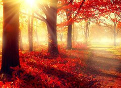Samolepka flie 100 x 73, 69511191 - Fall scene. Beautiful autumnal park in sunlight