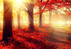 Fototapeta pltno 174 x 120, 69511191 - Fall scene. Beautiful autumnal park in sunlight