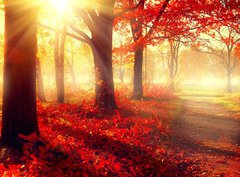Fototapeta pltno 330 x 244, 69511191 - Fall scene. Beautiful autumnal park in sunlight