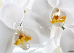 Samolepka flie 100 x 73, 69659288 - Detail of two orchid flowers. - Detail dvou kvt orchideje.