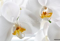 Samolepka flie 145 x 100, 69659288 - Detail of two orchid flowers. - Detail dvou kvt orchideje.