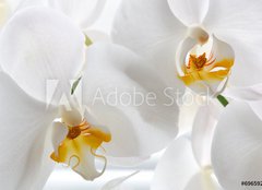 Fototapeta papír 160 x 116, 69659288 - Detail of two orchid flowers. - Detail dvou květů orchideje.