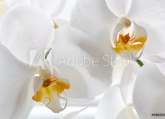 Samolepka flie 200 x 144, 69659288 - Detail of two orchid flowers. - Detail dvou kvt orchideje.