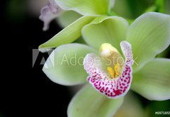 Fototapeta174 x 120  Green orchid with red spots, 174 x 120 cm