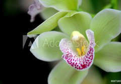 Fototapeta184 x 128  Green orchid with red spots, 184 x 128 cm