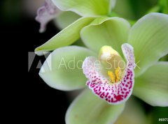 Fototapeta270 x 200  Green orchid with red spots, 270 x 200 cm