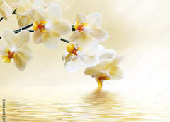 Samolepka flie 200 x 144, 69934293 - Beautiful white orchid - Krsn bl orchidej