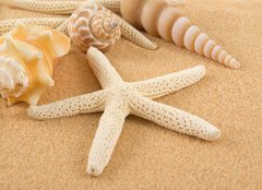 Fototapeta pltno 160 x 116, 7005446 - Seashell