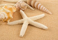 Fototapeta pltno 174 x 120, 7005446 - Seashell - Mule