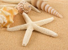 Fototapeta pltno 330 x 244, 7005446 - Seashell