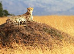 Fototapeta330 x 244  Cheetah on the Masai Mara in Africa, 330 x 244 cm