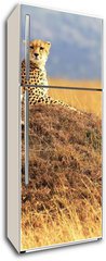Samolepka na lednici flie 80 x 200  Cheetah on the Masai Mara in Africa, 80 x 200 cm
