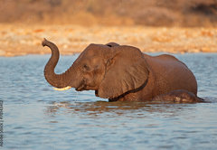 Fototapeta pltno 174 x 120, 70143412 - Elephant in water, Etosha National Park