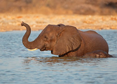 Samolepka flie 200 x 144, 70143412 - Elephant in water, Etosha National Park