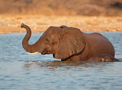 Samolepka flie 270 x 200, 70143412 - Elephant in water, Etosha National Park