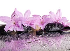 Fototapeta papír 160 x 116, 70327716 - flowers and black stones with reflection - květiny a černé kameny s odrazem