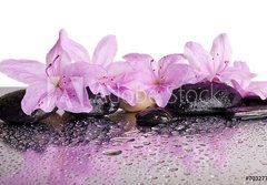 Fototapeta papr 184 x 128, 70327716 - flowers and black stones with reflection