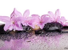 Fototapeta papír 360 x 266, 70327716 - flowers and black stones with reflection - květiny a černé kameny s odrazem