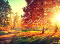 Fototapeta100 x 73  Autumn scene. Fall. Trees and leaves in sun light, 100 x 73 cm