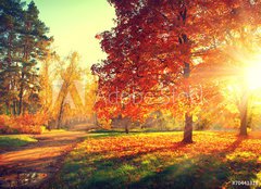 Fototapeta160 x 116  Autumn scene. Fall. Trees and leaves in sun light, 160 x 116 cm