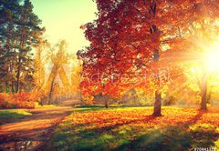 Fototapeta pltno 174 x 120, 70441318 - Autumn scene. Fall. Trees and leaves in sun light
