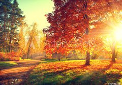 Fototapeta184 x 128  Autumn scene. Fall. Trees and leaves in sun light, 184 x 128 cm