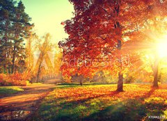 Fototapeta papr 254 x 184, 70441318 - Autumn scene. Fall. Trees and leaves in sun light