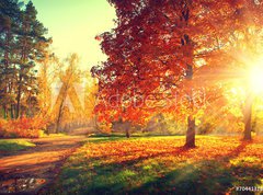 Fototapeta270 x 200  Autumn scene. Fall. Trees and leaves in sun light, 270 x 200 cm