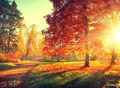 Fototapeta360 x 266  Autumn scene. Fall. Trees and leaves in sun light, 360 x 266 cm