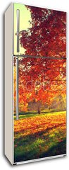 Samolepka na lednici flie 80 x 200  Autumn scene. Fall. Trees and leaves in sun light, 80 x 200 cm