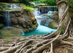 Fototapeta240 x 174  banyan tree and limestone waterfalls in purity deep forest use n, 240 x 174 cm