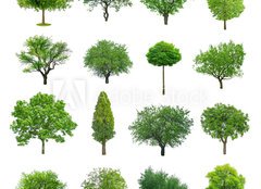 Fototapeta papr 160 x 116, 70577212 - tree