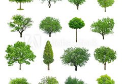 Fototapeta pltno 174 x 120, 70577212 - tree