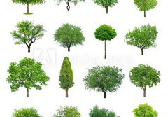 Fototapeta papr 184 x 128, 70577212 - tree