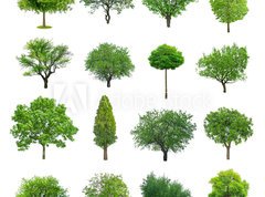 Samolepka flie 270 x 200, 70577212 - tree