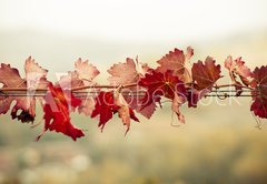 Fototapeta174 x 120  Foglie di vite in autunno, 174 x 120 cm