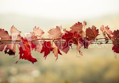 Fototapeta papr 184 x 128, 70603300 - Foglie di vite in autunno - Foglie di vite v autunn