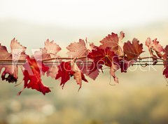 Fototapeta330 x 244  Foglie di vite in autunno, 330 x 244 cm