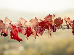 Fototapeta pltno 330 x 244, 70603300 - Foglie di vite in autunno - Foglie di vite v autunn