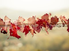 Fototapeta360 x 266  Foglie di vite in autunno, 360 x 266 cm