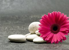 Samolepka flie 100 x 73, 7064186 - Gerbera pink