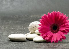Samolepka flie 200 x 144, 7064186 - Gerbera pink
