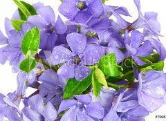 Samolepka flie 100 x 73, 7068319 - Small violet of flower on white background - Mal fialov kvtina na blm pozad