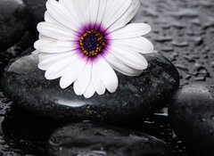 Samolepka flie 100 x 73, 71029575 - Macro of beautiful white gerbera with wet stones