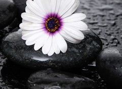 Fototapeta100 x 73  Macro of beautiful white gerbera with wet stones, 100 x 73 cm