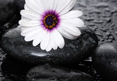 Fototapeta145 x 100  Macro of beautiful white gerbera with wet stones, 145 x 100 cm