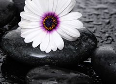 Fototapeta160 x 116  Macro of beautiful white gerbera with wet stones, 160 x 116 cm