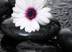 Samolepka flie 200 x 144, 71029575 - Macro of beautiful white gerbera with wet stones - Makro krsn bl gerbery s mokrmi kameny