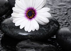 Fototapeta254 x 184  Macro of beautiful white gerbera with wet stones, 254 x 184 cm